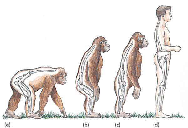【BTC365币投】人類性愛演化新觀點！原來我們不再四肢著地行動是為了展現「雄風」啊