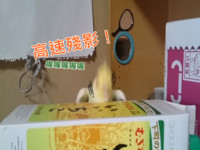 【BTC365币投】狂！小玄鳳變搖~~滾~~鸚鵡，經典神曲無違和ROCK！