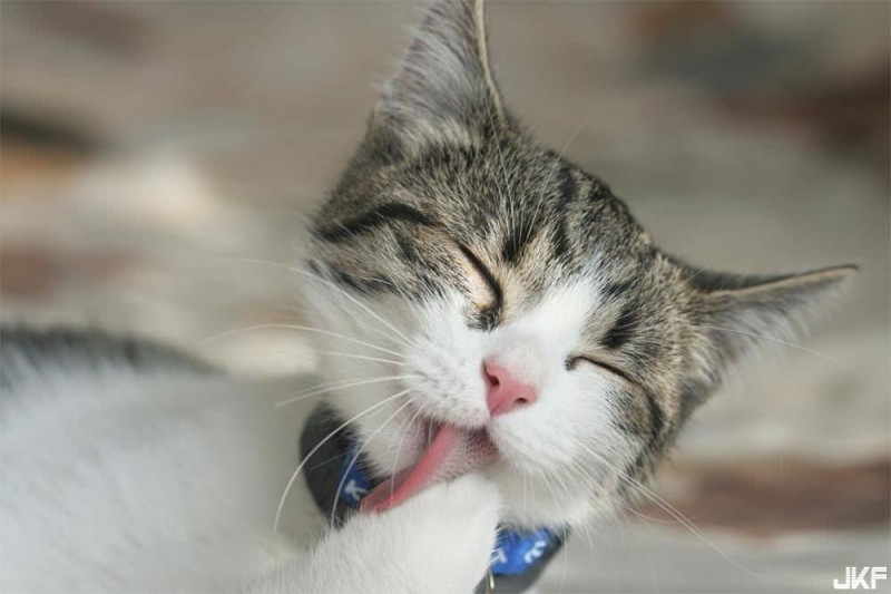 【BTC365币投】什麼節日讓日本人搶著露事業線？整件衣服只開那個洞好讓人好害羞