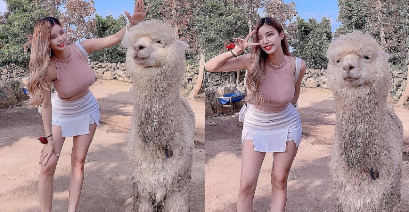 【BTC365币投】草尼馬真的好大！巨乳姐姐和巨型羊駝合照　網友：旁邊是雙峰駱駝？